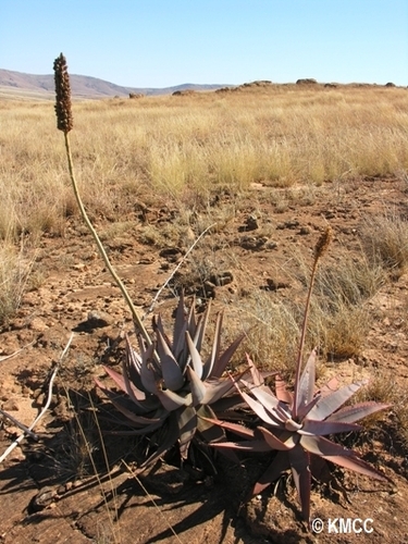 Aloe betsileensis image