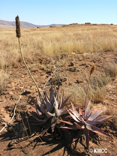 Aloe betsileensis