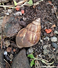 Lissachatina fulica