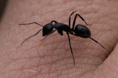 Camponotus distinguendus