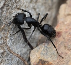 Camponotus distinguendus