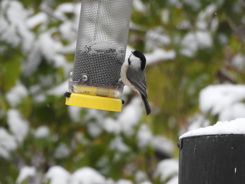 Carolina Chickadee photographed in Ohio