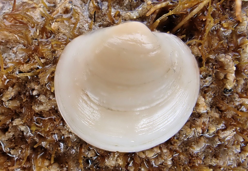 Pegophyseminae