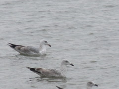 Larus argentatus