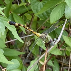 Paragomphus