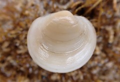 Euanodontia perplexa