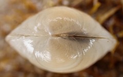 Euanodontia perplexa
