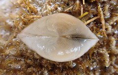 Euanodontia perplexa