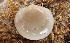 Euanodontia perplexa