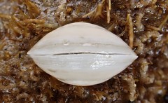Euanodontia perplexa