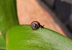 Gastropoda