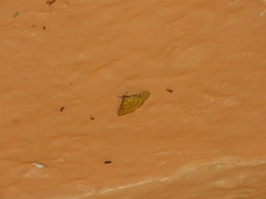 Loxomorpha