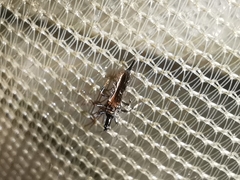 Bactrothrips