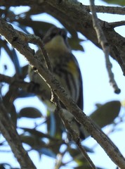 Setophaga coronata