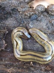 Bipalium pennsylvanicum