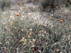 Lepidobolus drapetocoleus