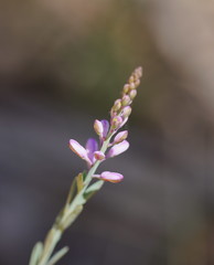 Comesperma polygaloides
