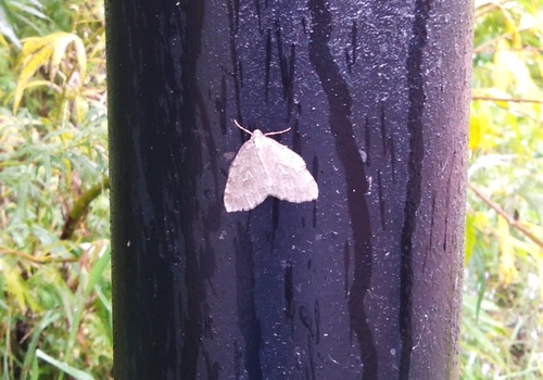 Autumnal Moth
