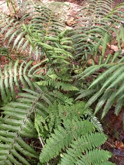 Christella gueintziana