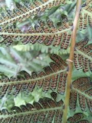 Christella gueintziana
