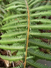 Christella gueintziana