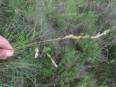 Festuca costata