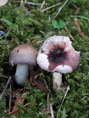 Russula gracillima