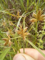 Cyperus mundii