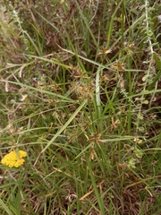 Cyperus mundii