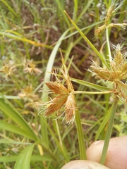 Cyperus mundii