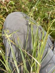 Cyperus mundii