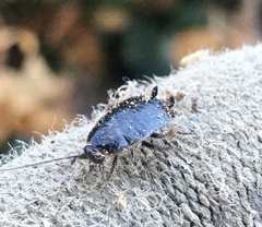 Loboptera canariensis