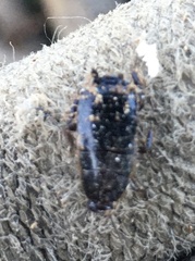 Loboptera canariensis