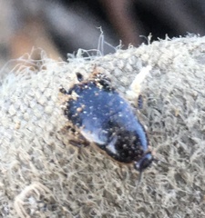 Loboptera canariensis