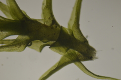 Dicranella schreberiana