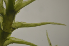 Dicranella schreberiana