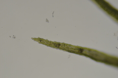 Dicranella schreberiana
