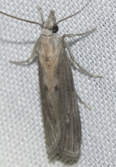 Epischnia prodromella