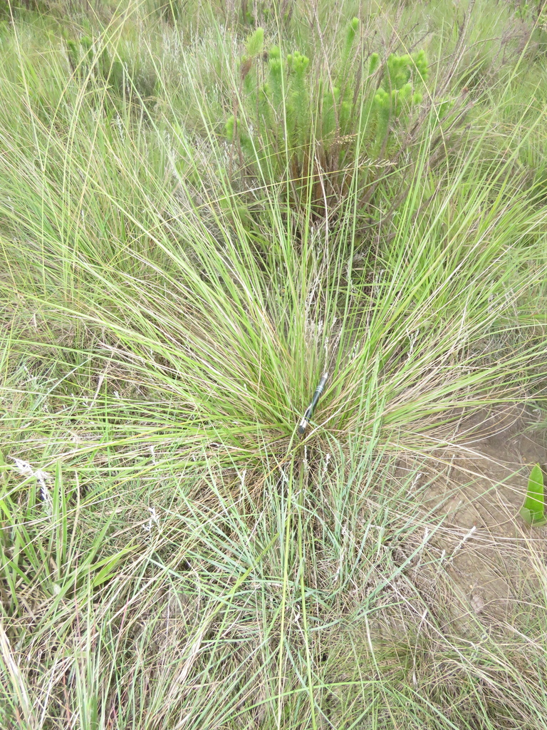 Tussock Fescue from South Africa on December 01, 2020 at 1032 AM by