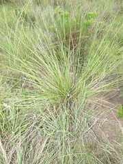 Festuca costata