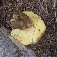 Butyriboletus subappendiculatus