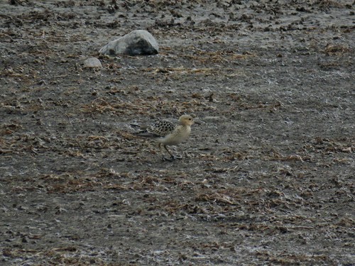 Buff-breasted Sandpiper, Division No. 5, AB, Canada, photo 6 of 10