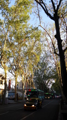 Platanus × hispanica