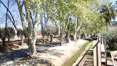 Platanus × hispanica