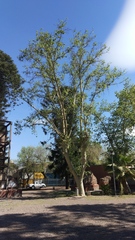 Platanus × hispanica