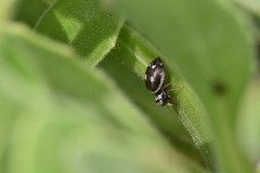 Heliophanus apiatus