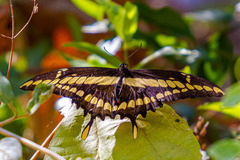 Heraclides thoas brasiliensis