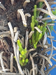 Calluna vulgaris