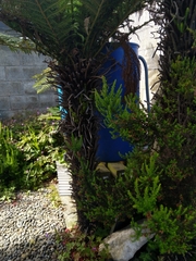 Calluna vulgaris