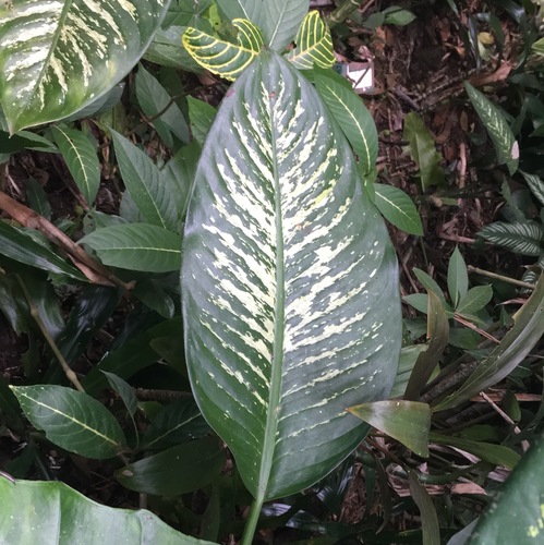 Dieffenbachia seguine